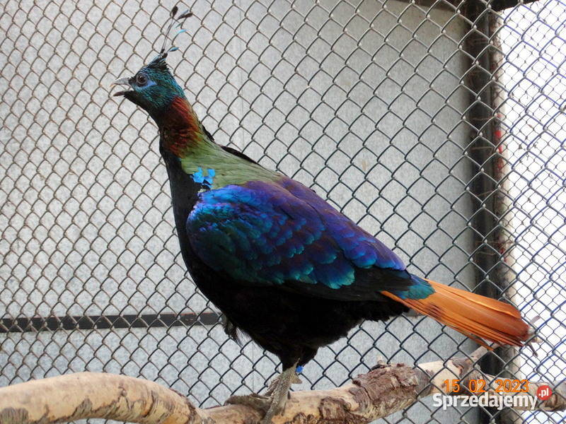 Sprzedam Bażant Bażanty Olśniak Himalajski z