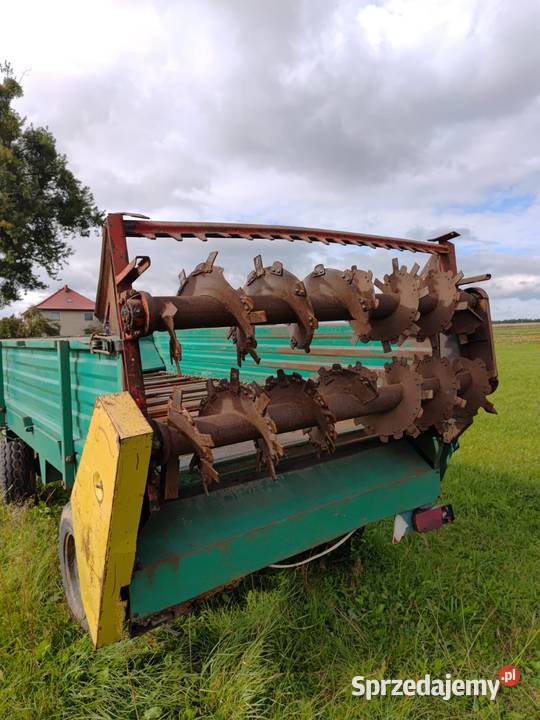 Rozrzutnik obonika Borki Małe