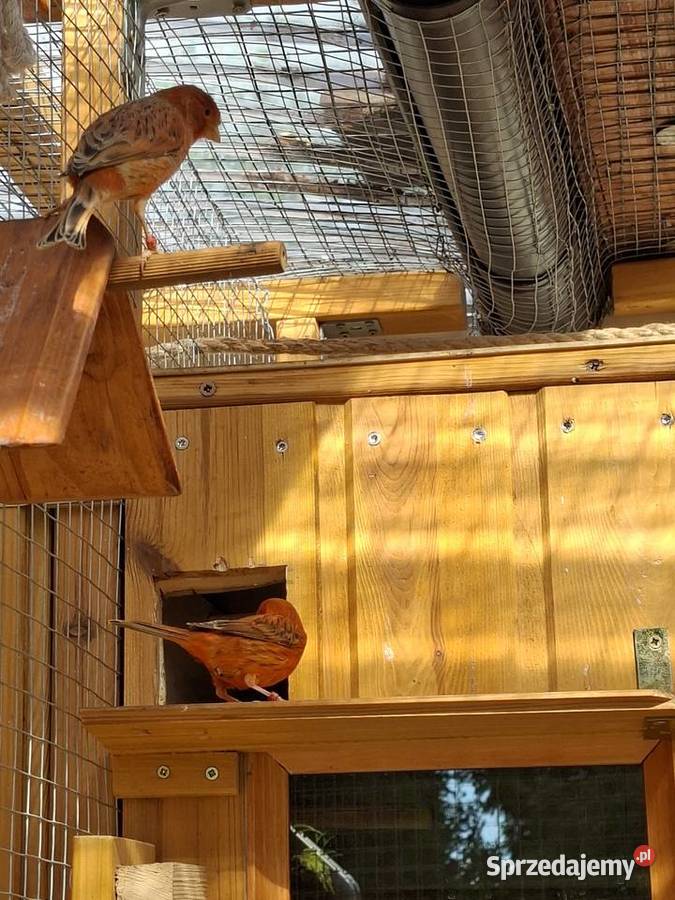 Sprzedam nadwyżkę hodowlaną kanarków żeby tego Ptaki Gorzów Wielkopolski
