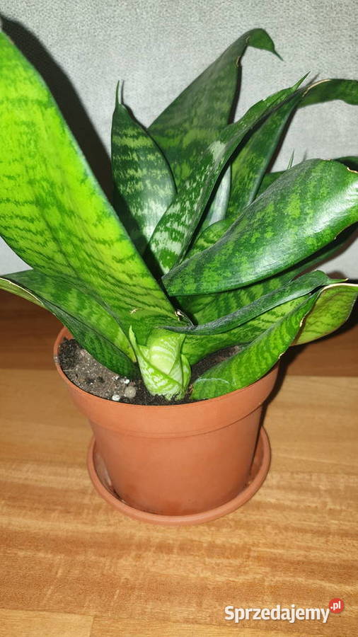Sansewieriasansa niska roślina rosnąca mazowieckie Warszawa