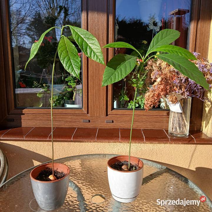 Avocado awokado roślina domowa Nowy Sącz