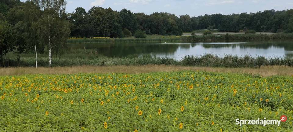 Słonecznik Gierałtowiczki