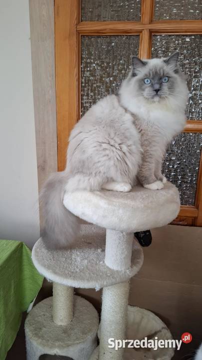 Ragdoll piękny kocur hodowlano wystawowy
