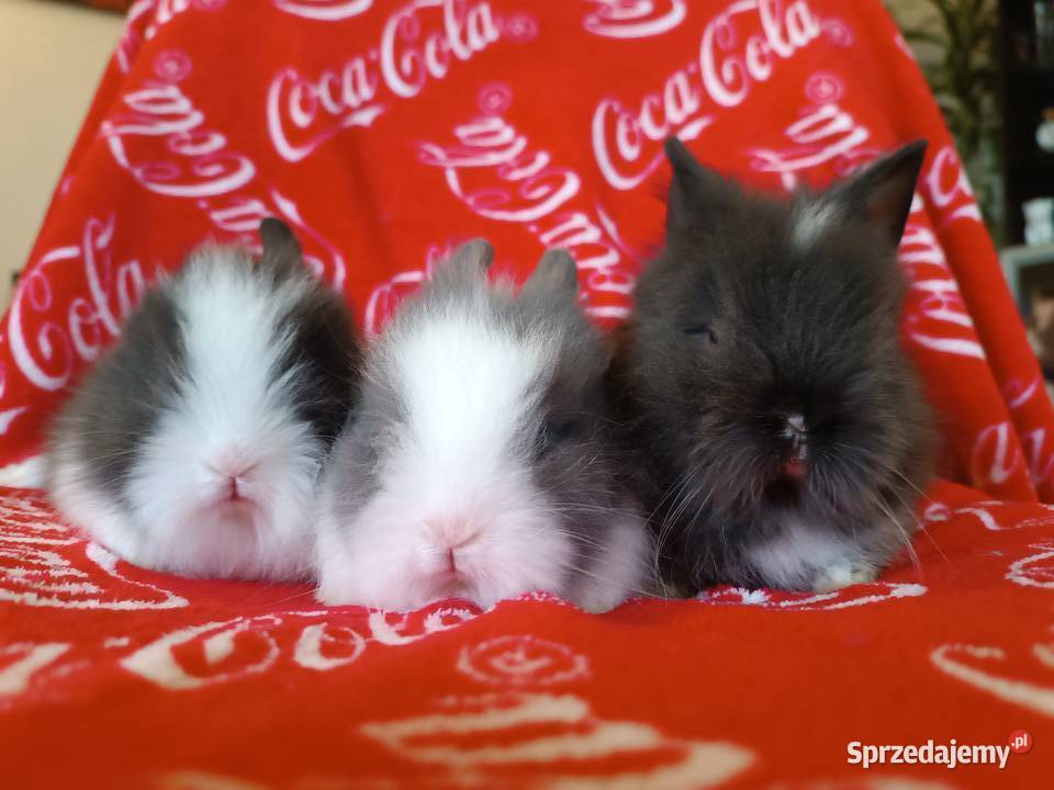 królik miniaturka karzełek teddy