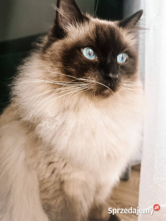 Roczny ragdoll z rodowodem szuka kochajacego Warszawa