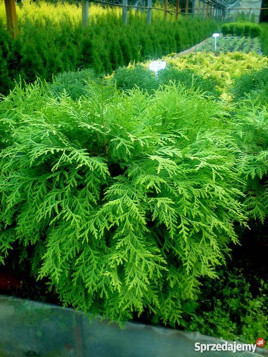 Tuje kuliste Globosa Danica Hoseri Miriam Golden Proszowice