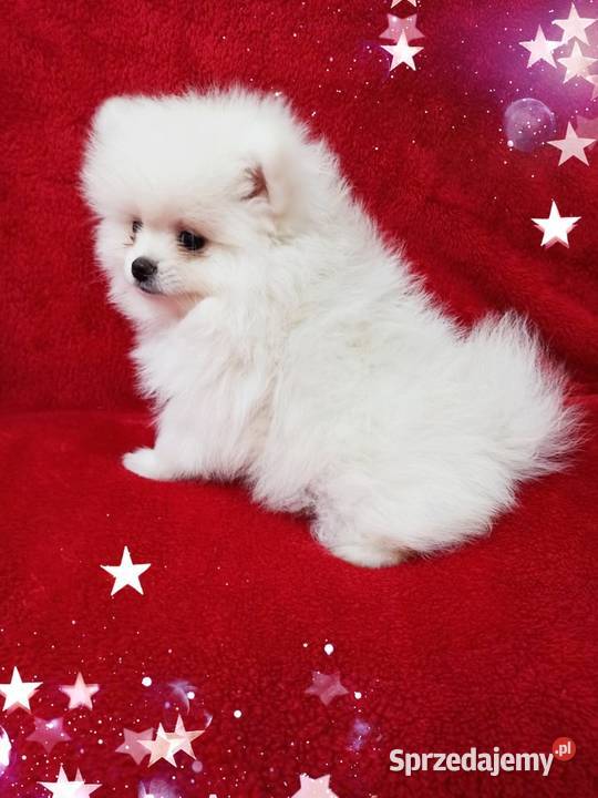 Pomeranian Świat Mały miś CUDO RODOWÓD ihr Czip Psy
