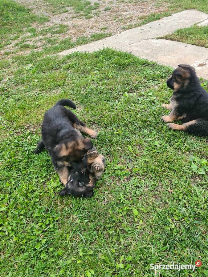 Owczarek Niemiecki Długowłosy Bachórzec