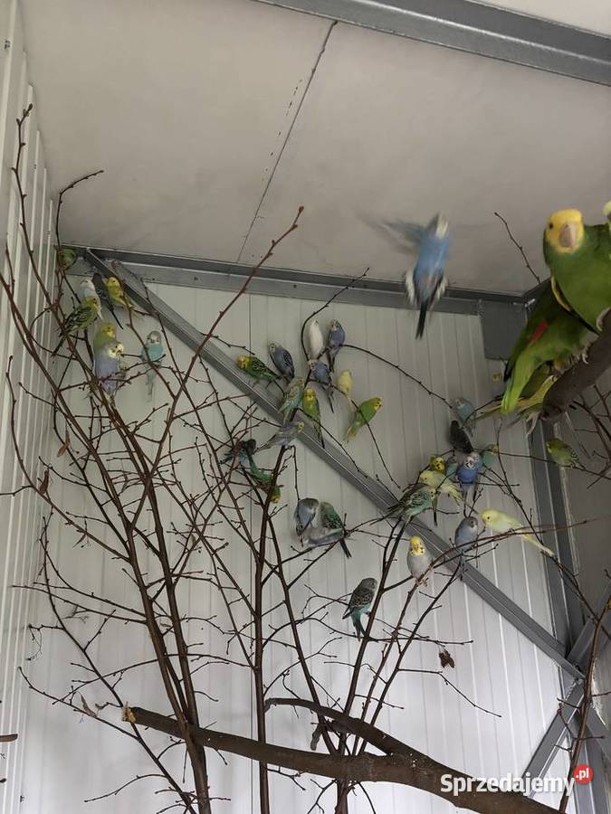 Papugi faliste młode i pary lęgowe zwykłe i Gdów sprzedam