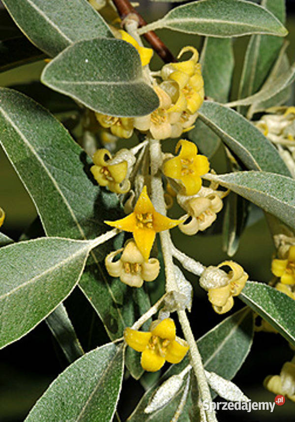 OLIWNIK WĄSKOLISTNY Eleagnus angustifolia Lubanie
