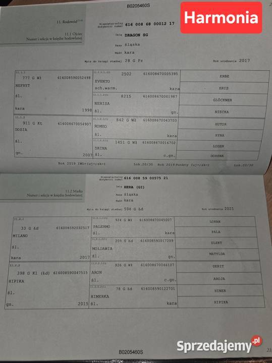 Klacz śląska roczna i dwu letnia kara siwa koń łódzkie Koluszki