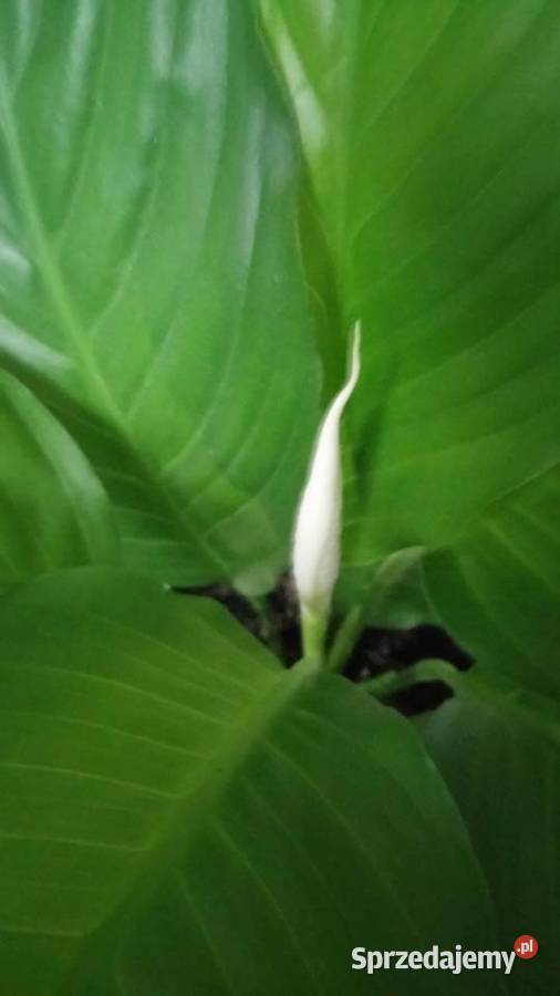 Skrzydlokwiat kwitnacy Warszawa