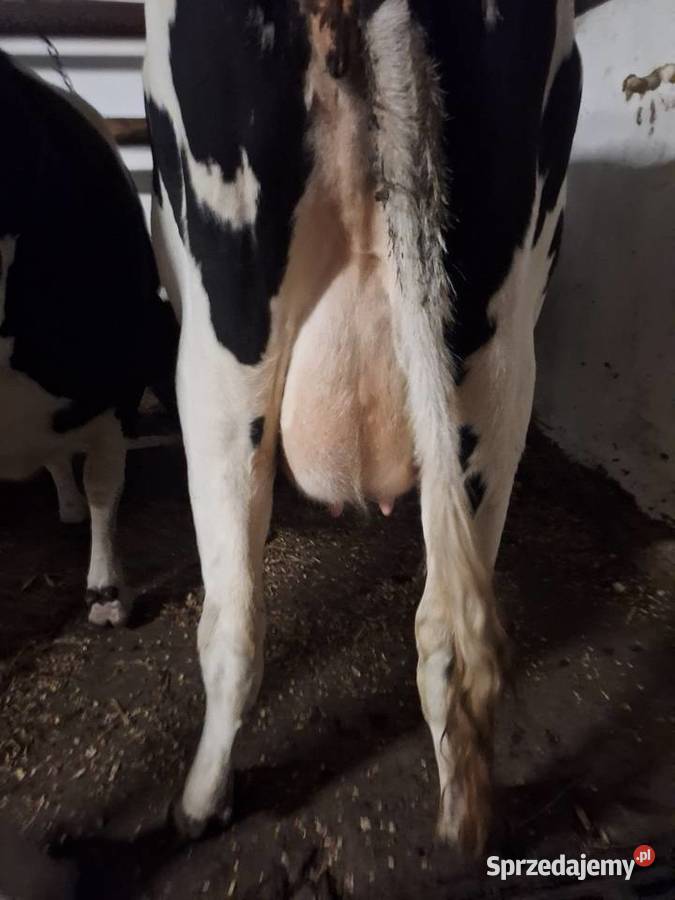 LIKWIDACJA STADA Myszyniec