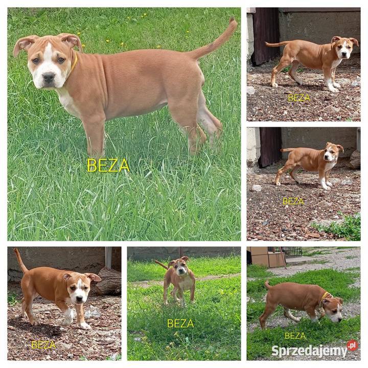 American Staffordshire Terrier podlaskie