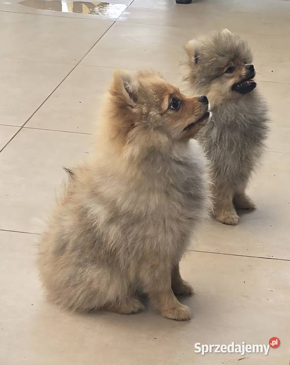 Pomeranian suczka szpic miniaturowy zkwp FCI łódzkie Piątkowisko