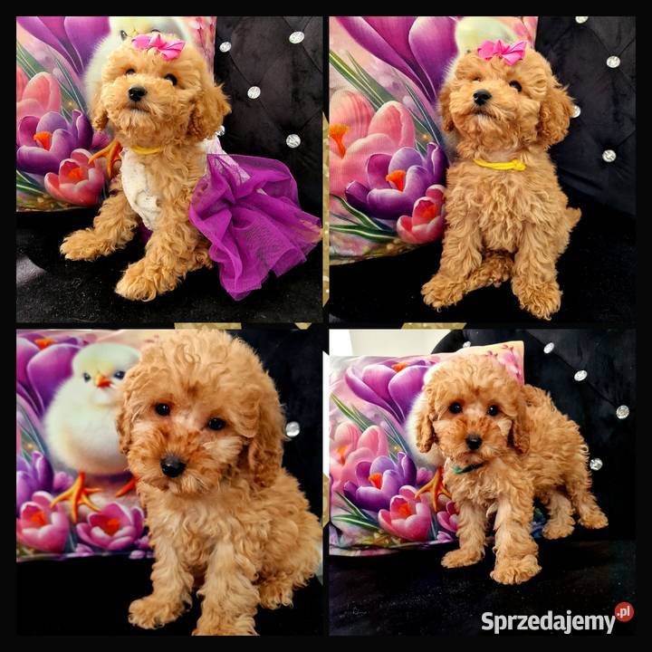 Dziewczynka I chlopiec mini pudelki toy Jasło