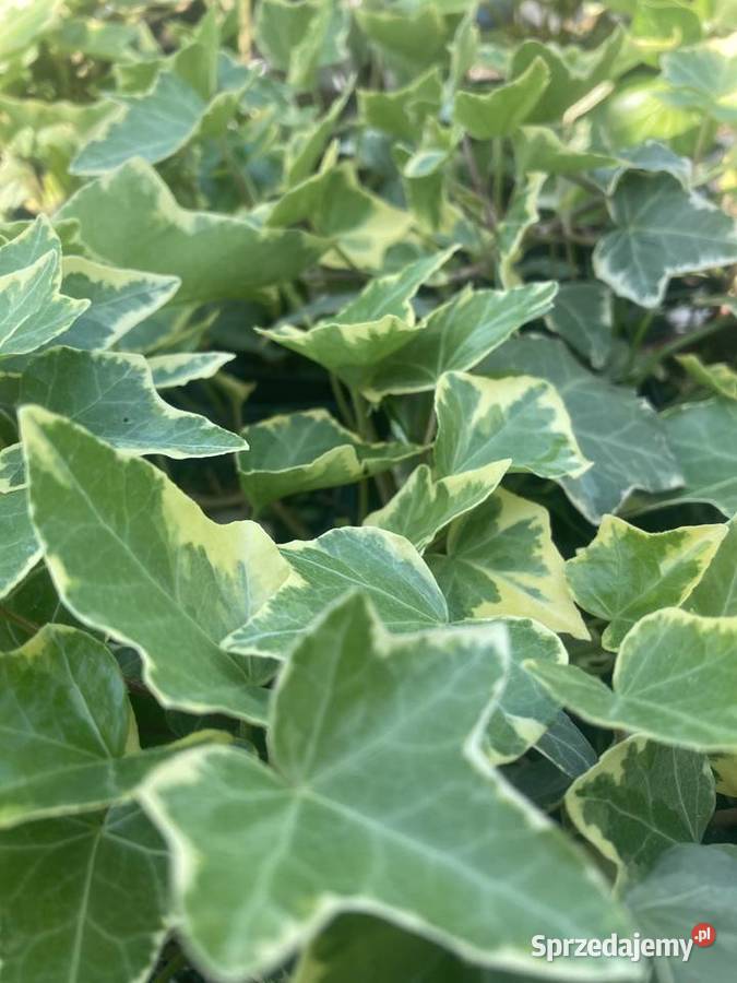 Bluszcz dwukolorowy Variegata Pnący lubelskie Lublin
