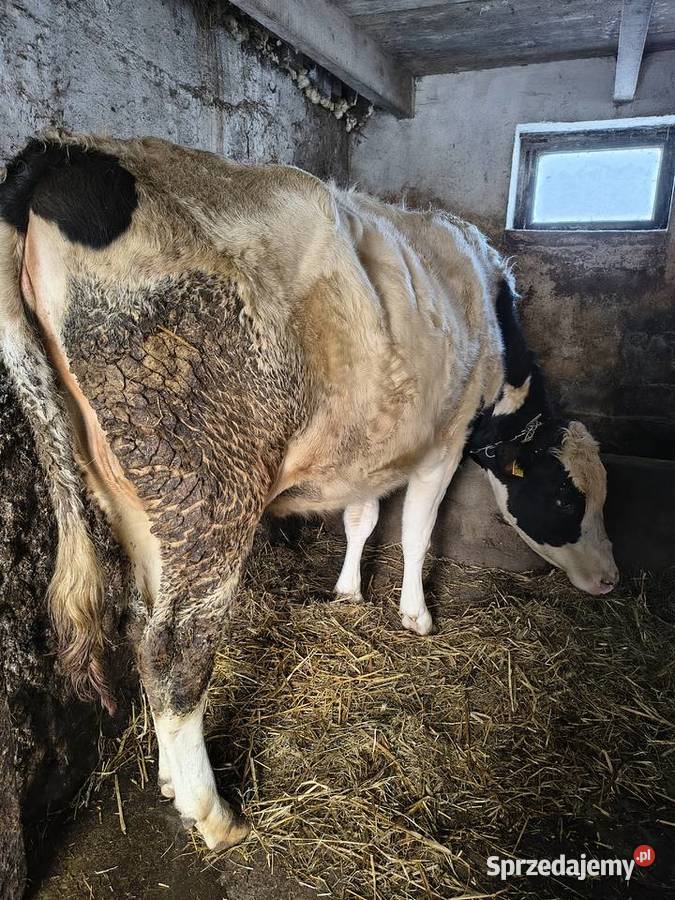 Sprzedam jałówki cielne Bydło Staniszewo
