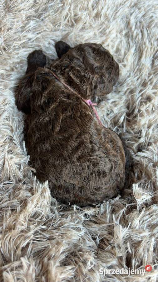 Hiszpański Pies Dowodny Szczenięta Pozostałe Porąbka sprzedam