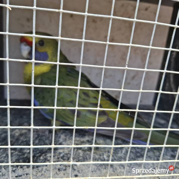 Ksiezniczka walii czerwono skrzydła konura