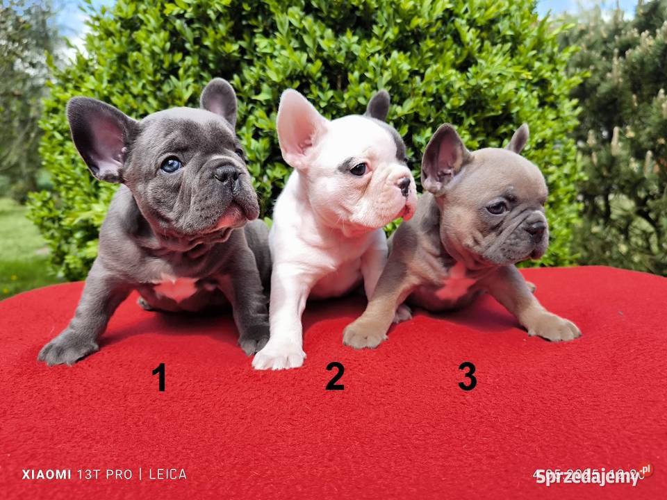 Piękne szczenięta Buldogi francuskie Buldożki Namysłów sprzedam