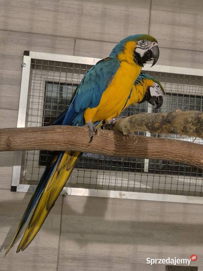 Ara Ararauna para do lęgów Rakoniewice