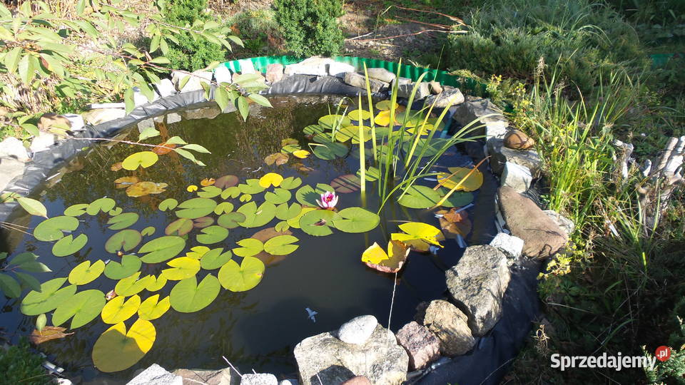 Ogródek działkowy ROD Kielce