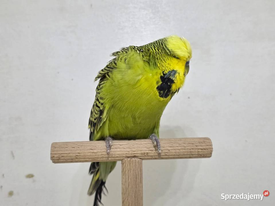 Faliste Wpf para Sieradz sprzedam