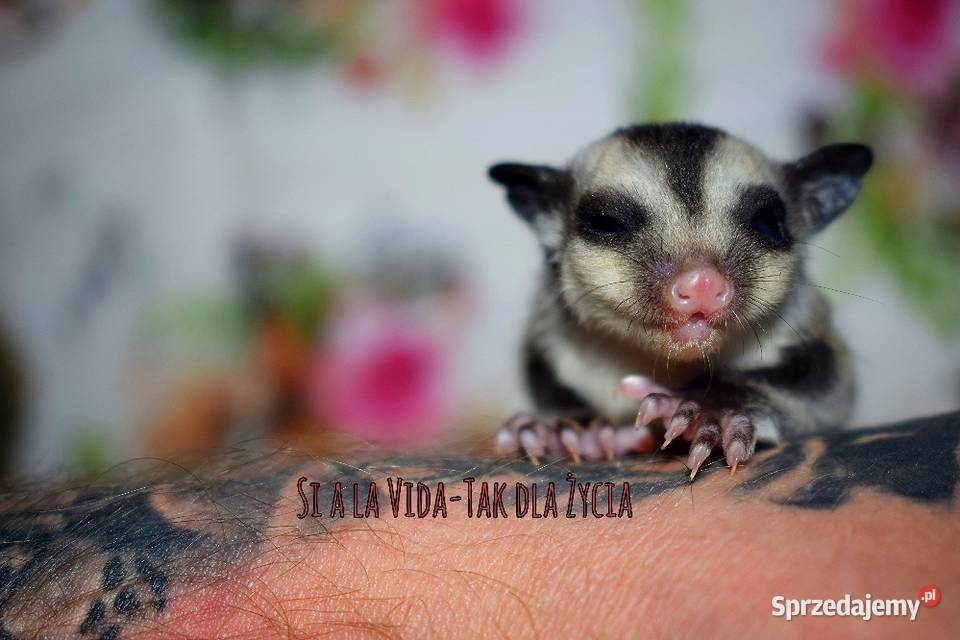 Lotopalanki lotopałanka karłowata sugar glider Pozostałe Wrocław