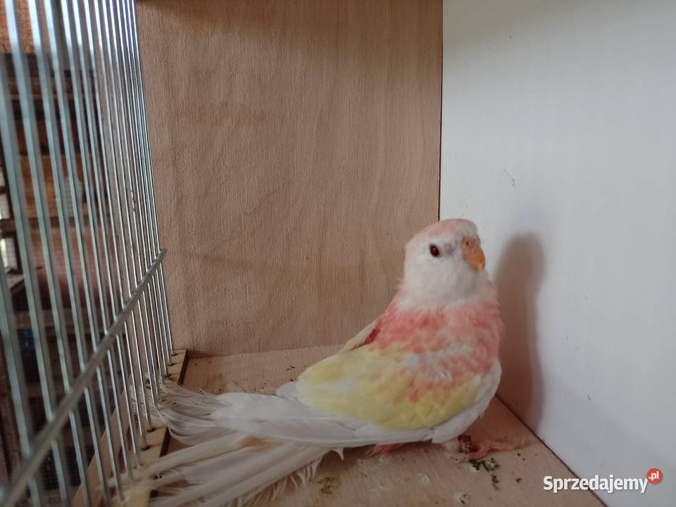 Lilianka rubino małopolskie