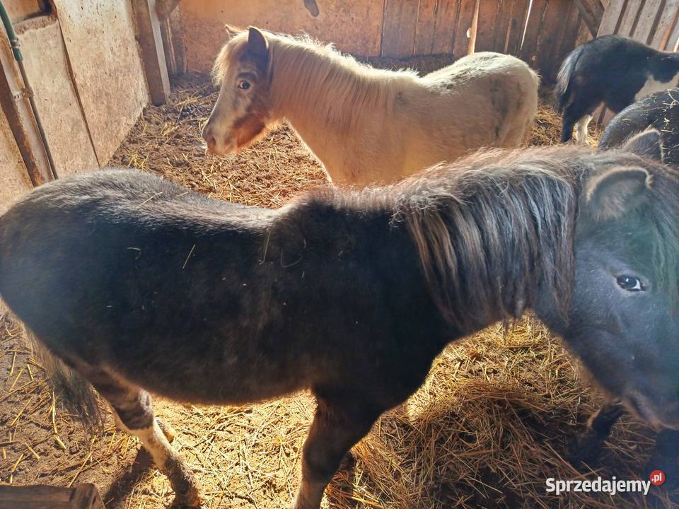 Konie kucyki Piotrków Trybunalski sprzedam