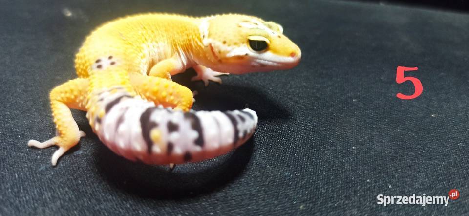 eublefary lamparcie młode