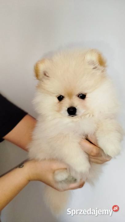 Szpic miniaturowy pomeranian Zwierzęta Bydgoszcz