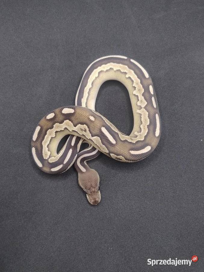 Pyton Królewski samiec SavannahCinnamon Mojave Jelenia Góra