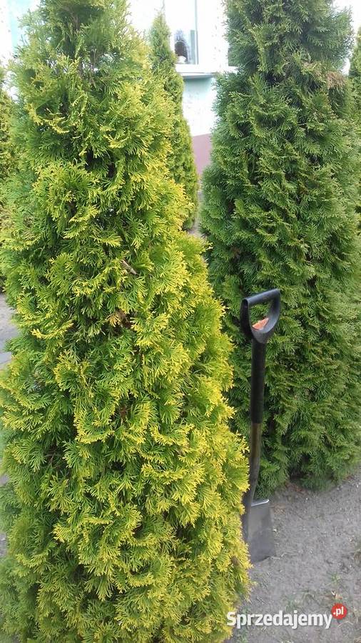 Sprzedam tuja złota szmaragd Poddębice