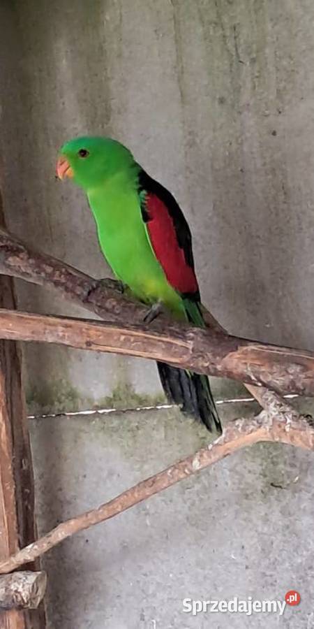 Krasnopiórka czerwonoskrzydła Bochnia