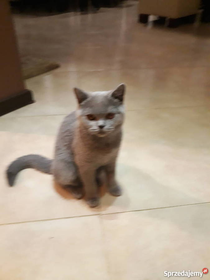 kotka brytyjska hodowlana Szczecin