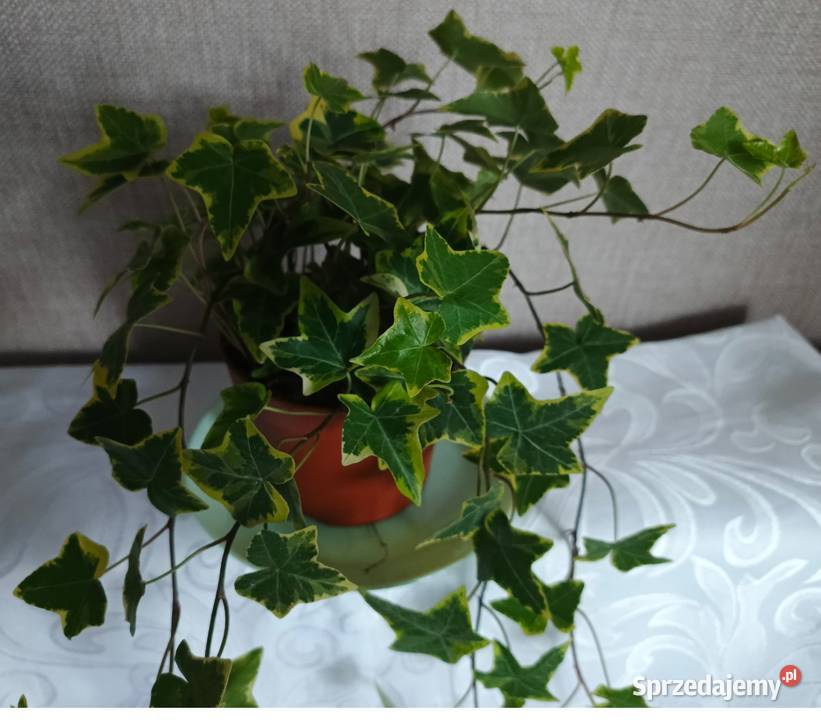 Roślina doniczkowa bluszcz Hedera Helix Zielone Łódź