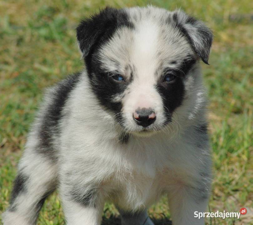 Border collie piesek z błękitnym okiem