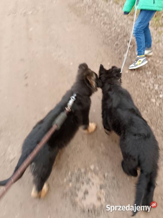 Owczarek niemiecki Tomaszów Mazowiecki sprzedam