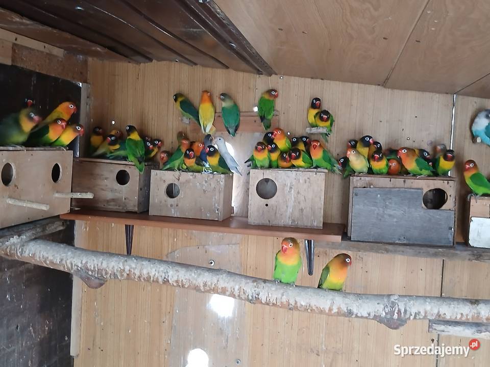 Fiszery dorosłe mazowieckie Rżyska