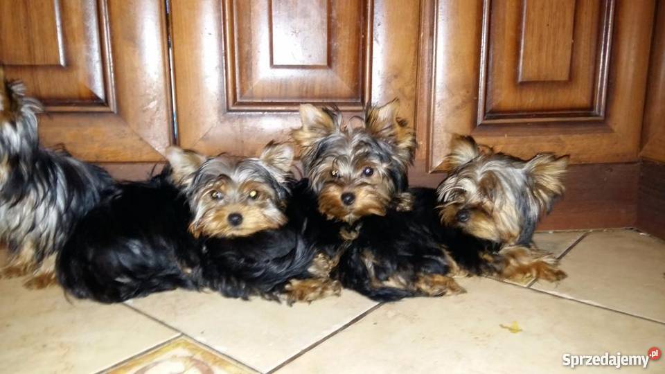 york yorki yoreczki z Rodowodem UCIZHPR Myszków