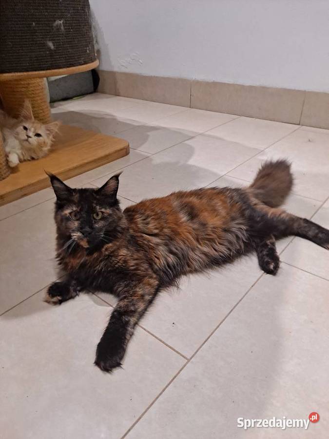 Śliczna koteczka Maine Coon szuka domu Komornica