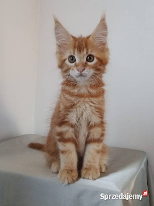Main Coon chłopak