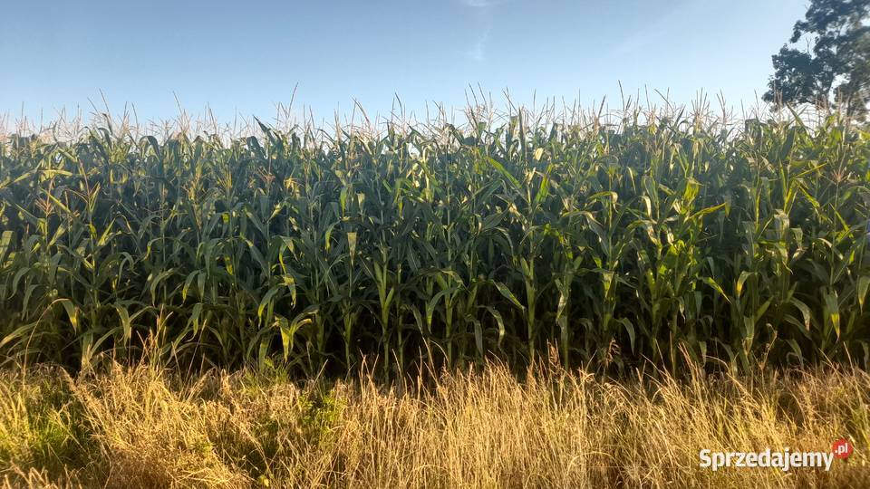 Kukurydza na kiszonkę mazowieckie Płonna