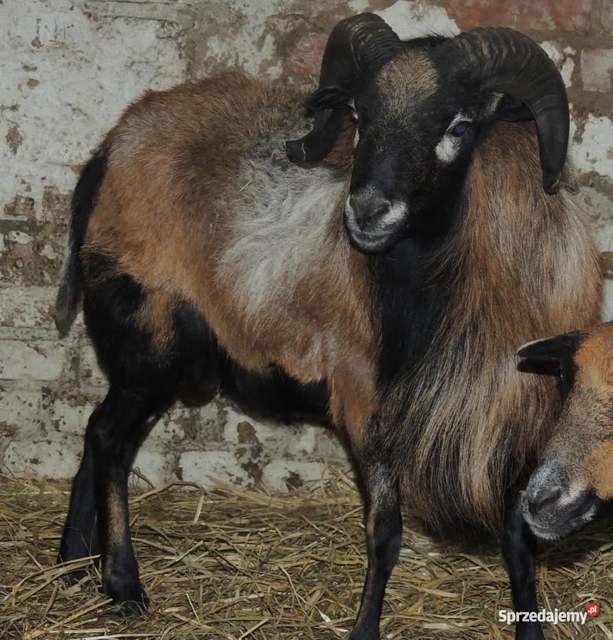 tryk baran owcy kameruńskiej Kaczory