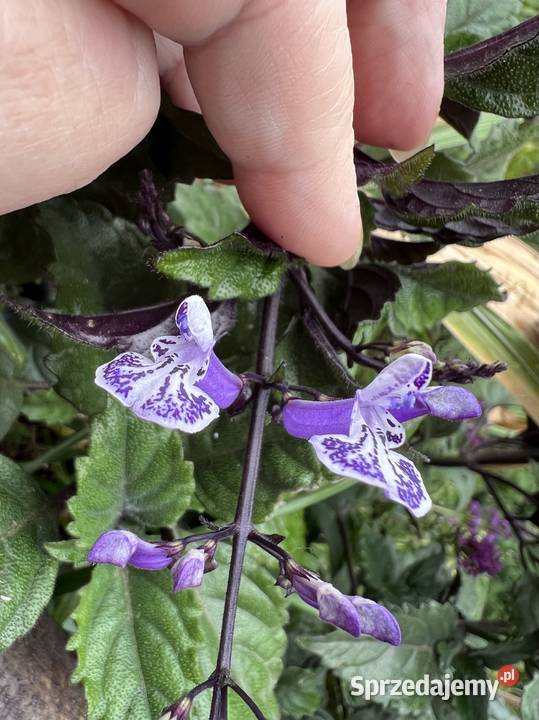 Plectranthus Mona Lavender roślina mazowieckie Warszawa
