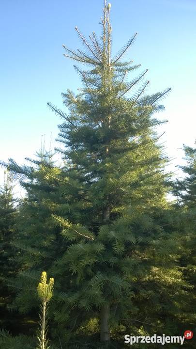 Choinki PLANTACJA Jodła Kalifornijska Jankowice sprzedam