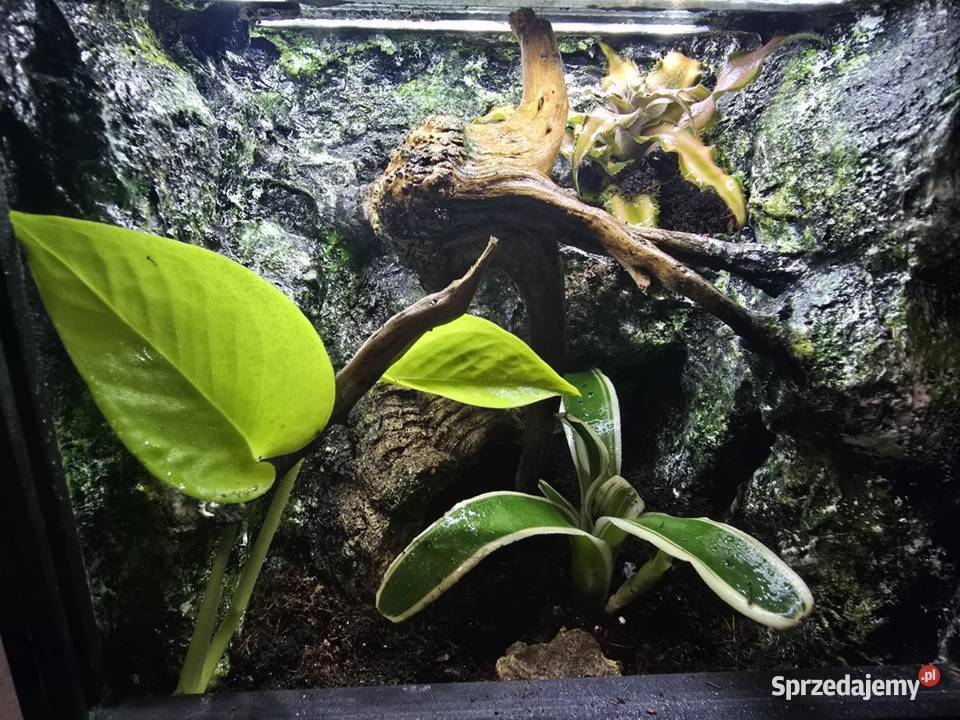 Terrarium tropikalne z wyposażeniem 20x20x20 Ostrów Wielkopolski sprzedam