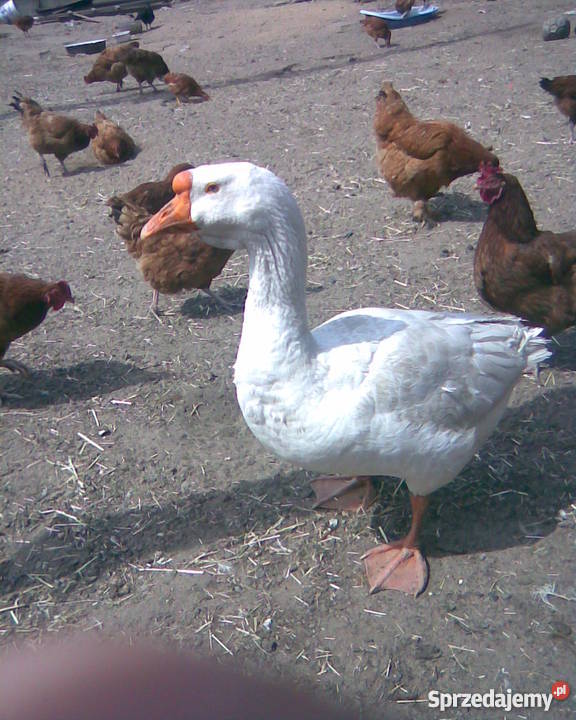 Kaczki Gęsi Kury ozdobne liliputki TANIO Wrocław
